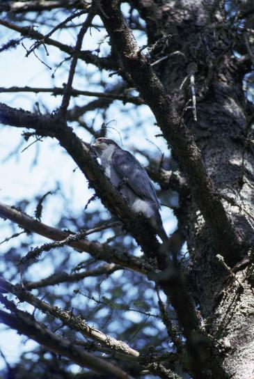 northern goshawk, bird, accipiter gentilis, sitting, branch, tree