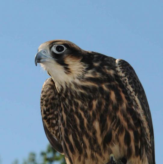 Peregrine, falcon, fugl, falco peregrinus