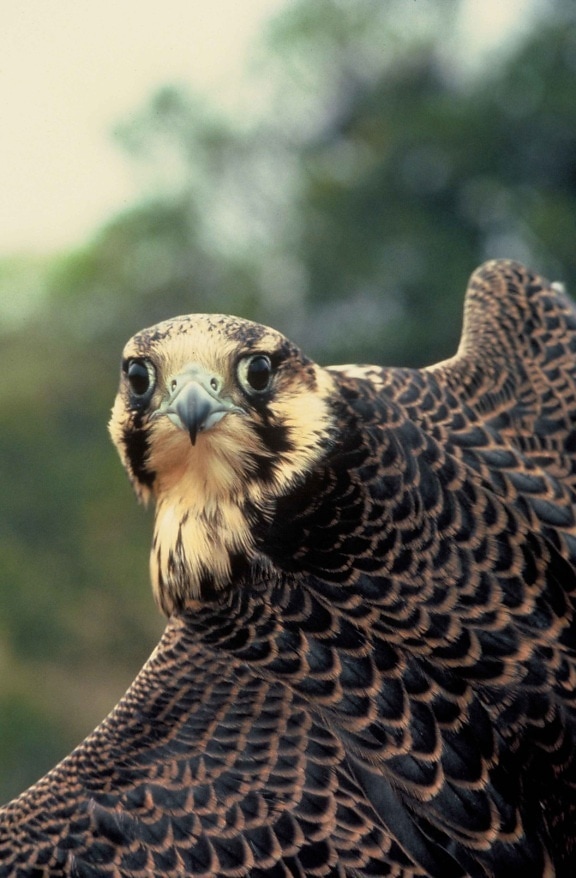 Peregrine falcon, πουλί, κεφάλι, πρόσωπο
