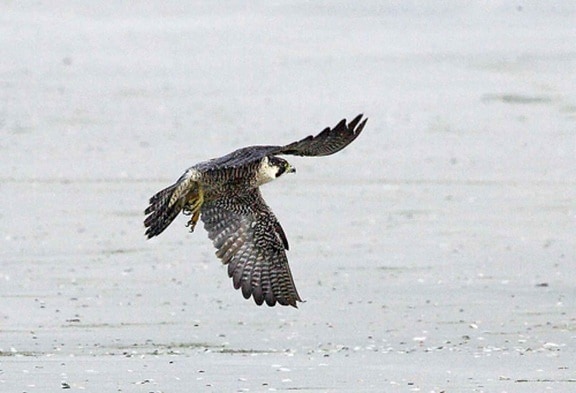 Peregrine falcon, chim, chuyến bay, ký-đóng, mặt đất, falco peregrinus