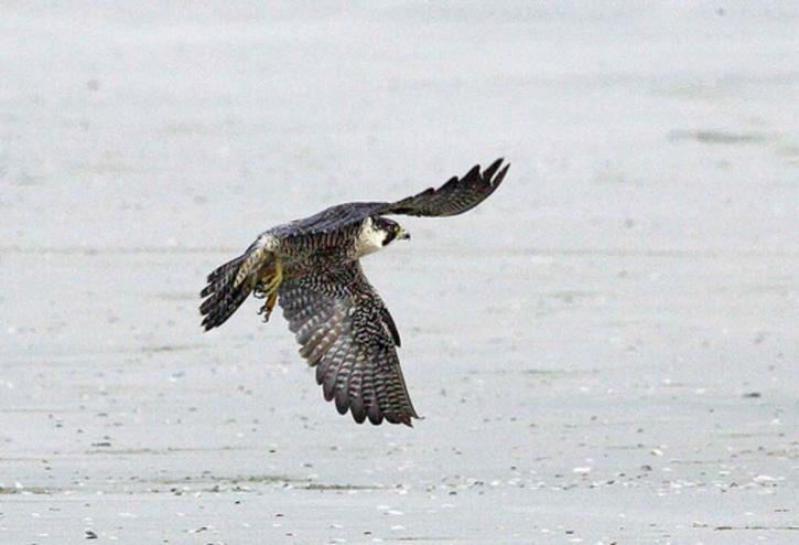 Vandrefalk, falcon, fugl, flyvning, up-close, formalet, falco peregrinus