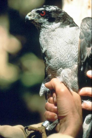 Peregrine falcon, pták, rukou, zavřít