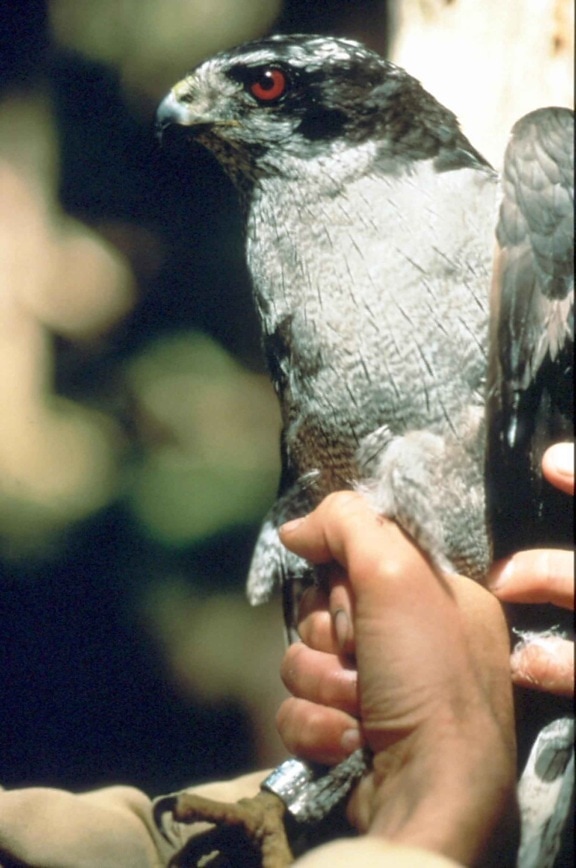 Peregrine falcon, vták, ruky, blízko