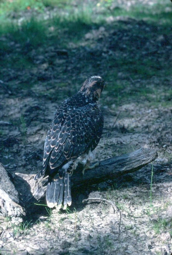 Peregrine falcon, ptak, dla nieletnich