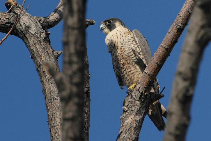 Peregrine falcon, vták, strom, falco peregrinus