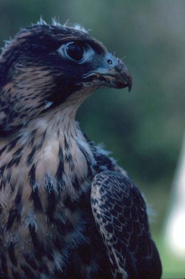 Vandrefalk, falcon, fugl, portræt, up-close, falco peregrinus