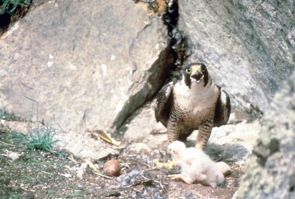 wędrowny, ptak i piskląt, falcon nest
