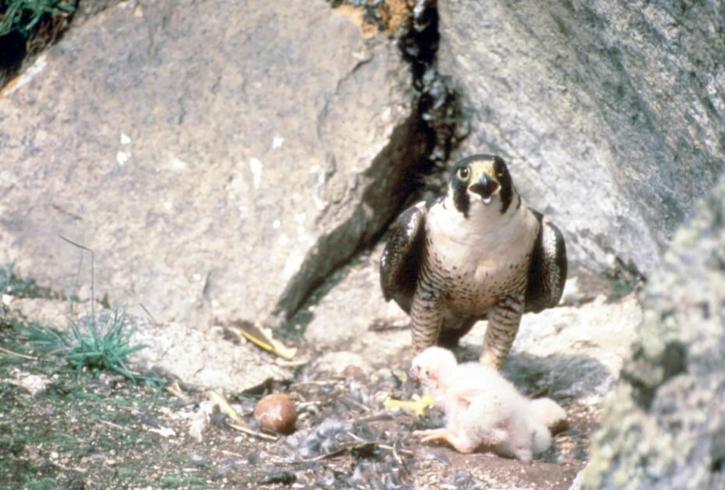 Peregrine falcon, pták, kočka, hnízdo