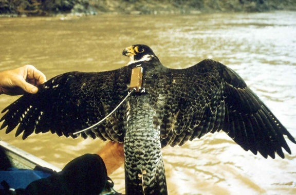 Peregrine falcon, πουλί, ραδιόφωνο, συσκευή