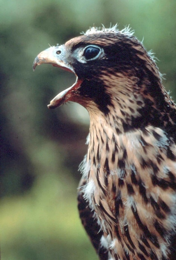 Peregrine falcon, πάπια, γεράκι, πουλί