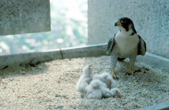 Slechtvalk, falcon, vrouw, vogel, nest, kuikens