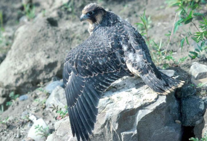Peregrine falcon, çocuk, genç, kuş