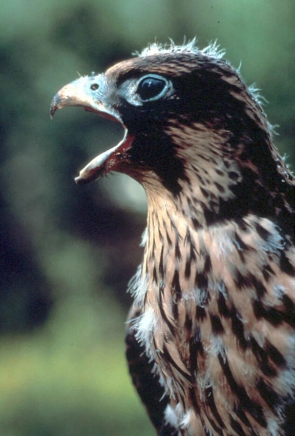 Peregrine falcon, raptor, ptak, głowa