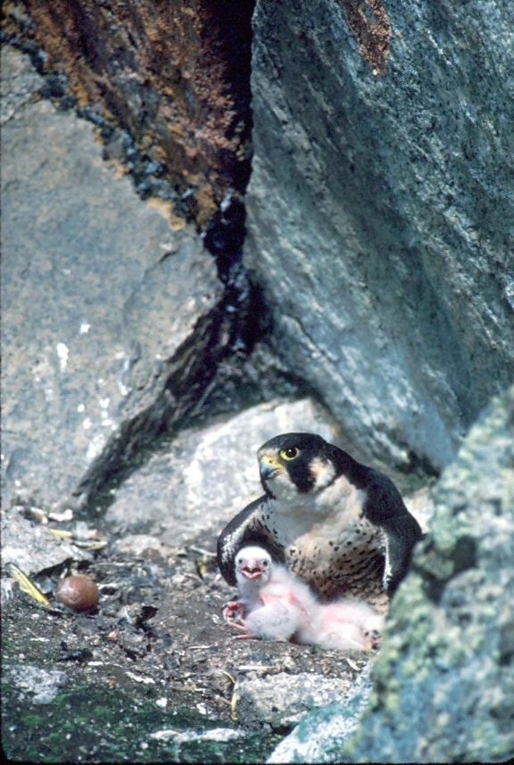 Peregrine falcon, pisklęta