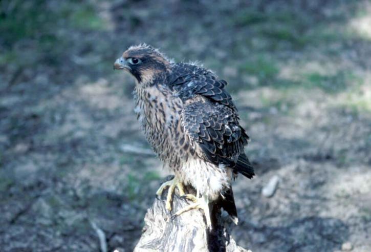Peregrine falcon, trẻ, gà, falco peregrinus