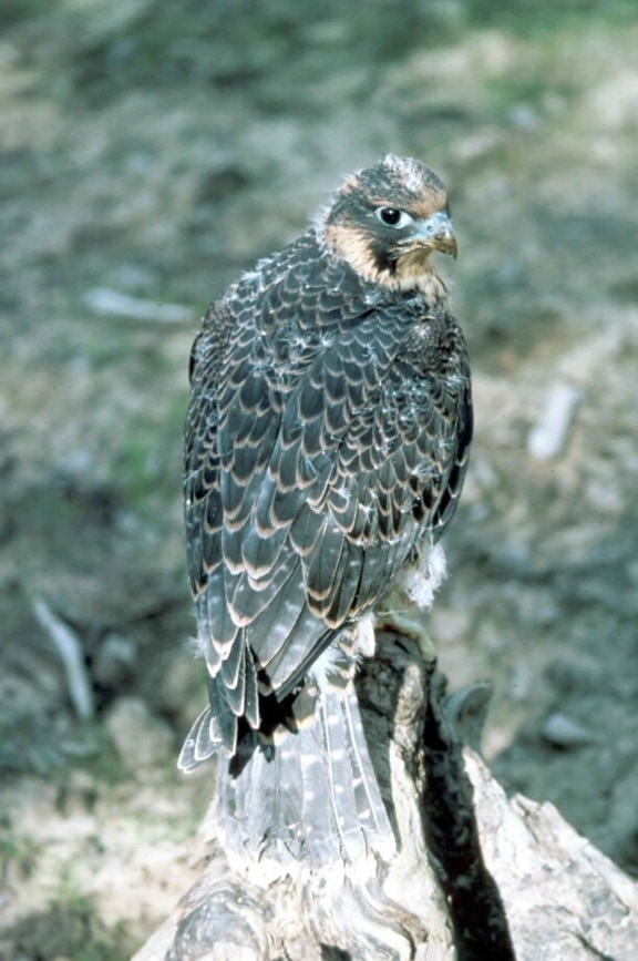 giovane, pellegrino, falco, uccello, falco peregrinus anatum