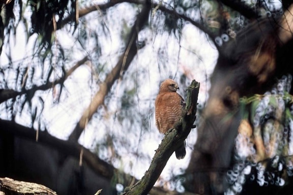 red, shouldered, hawk, buteo lineatus