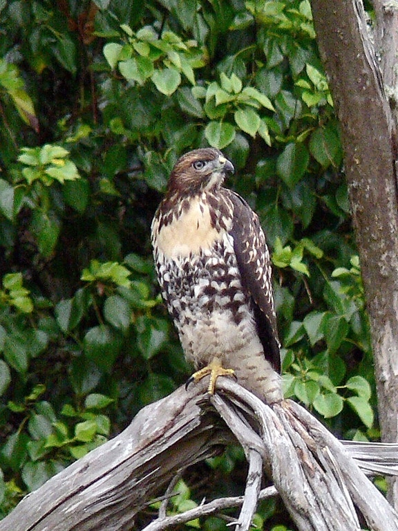 red, tailed, hawk, buteo jamaicensis