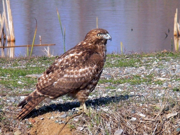 red, tailed, hawk, standing, ground