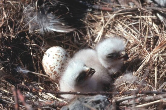 rough, legged, hawk, chicks, nest