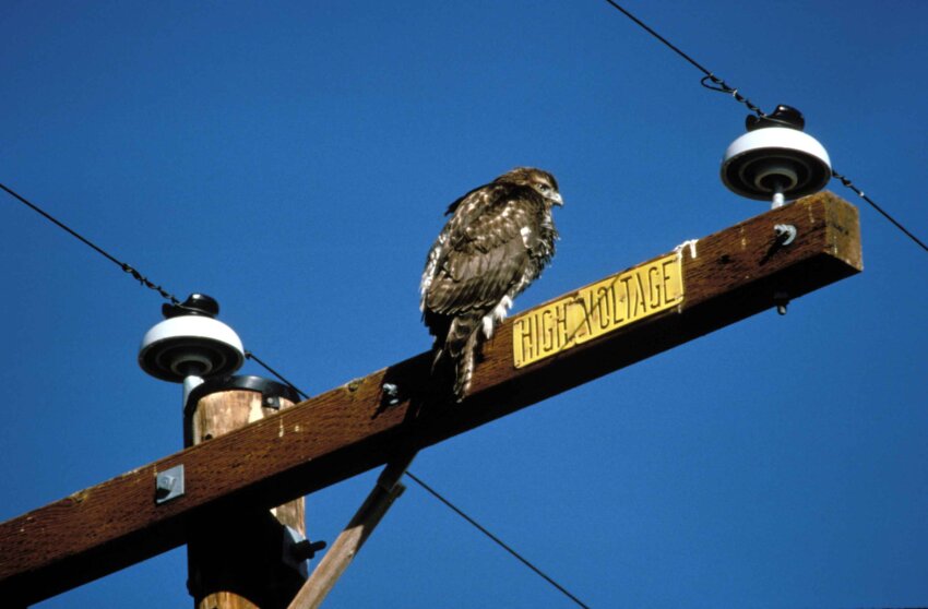 Free picture: rough, legged, hawk, power, lines