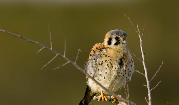 young, American, kestrel, sparrow, hawk, bird, falco sparverius, snag