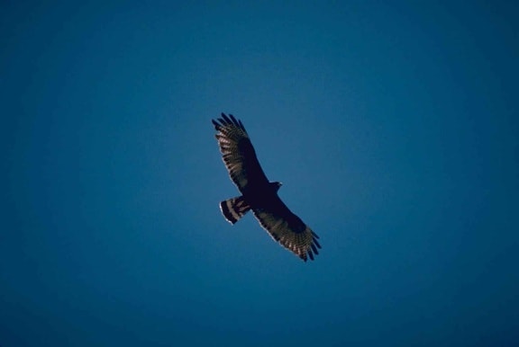 zone, tailed hawk, vogels, vliegen, blauwe hemel, buteo albonotatus