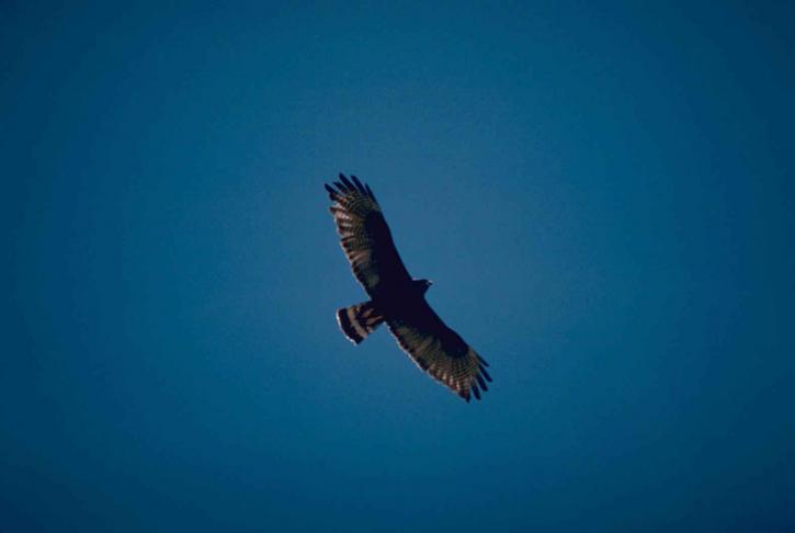 khu vực, đuôi, hawk, chim bay, bầu trời xanh, buteo albonotatus