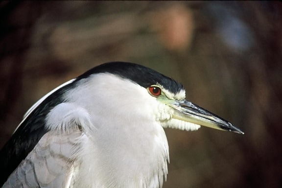 black, crowned, night heron, up-close, bird