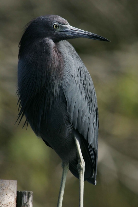 up-close, photograph, nonbreeding, little, blue, heron, bird, egretta caerulea