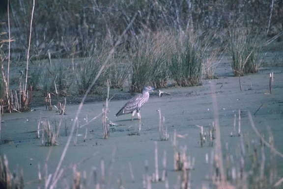 černá, korunovaný, noční heron, lovy, marsh