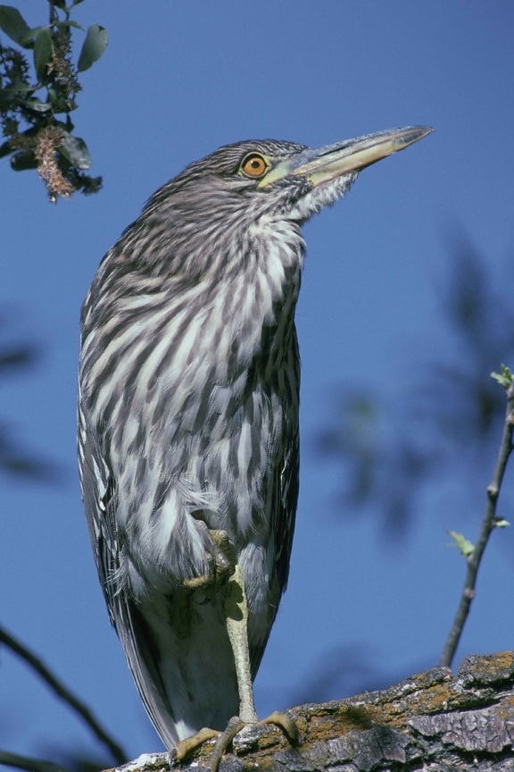 up-close, night heron, standing, tree, branch, nycticorax nycticorax