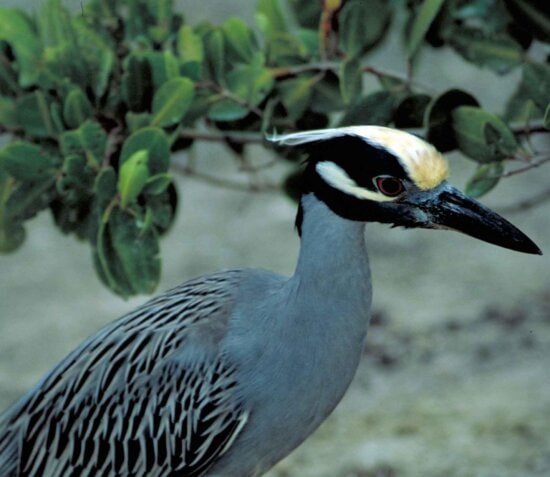 yellow, crowned, night heron, wading, bird, roost, trees, beaches, woods, swamps