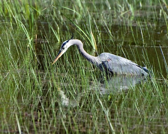 great, blue, heron, searches, meal