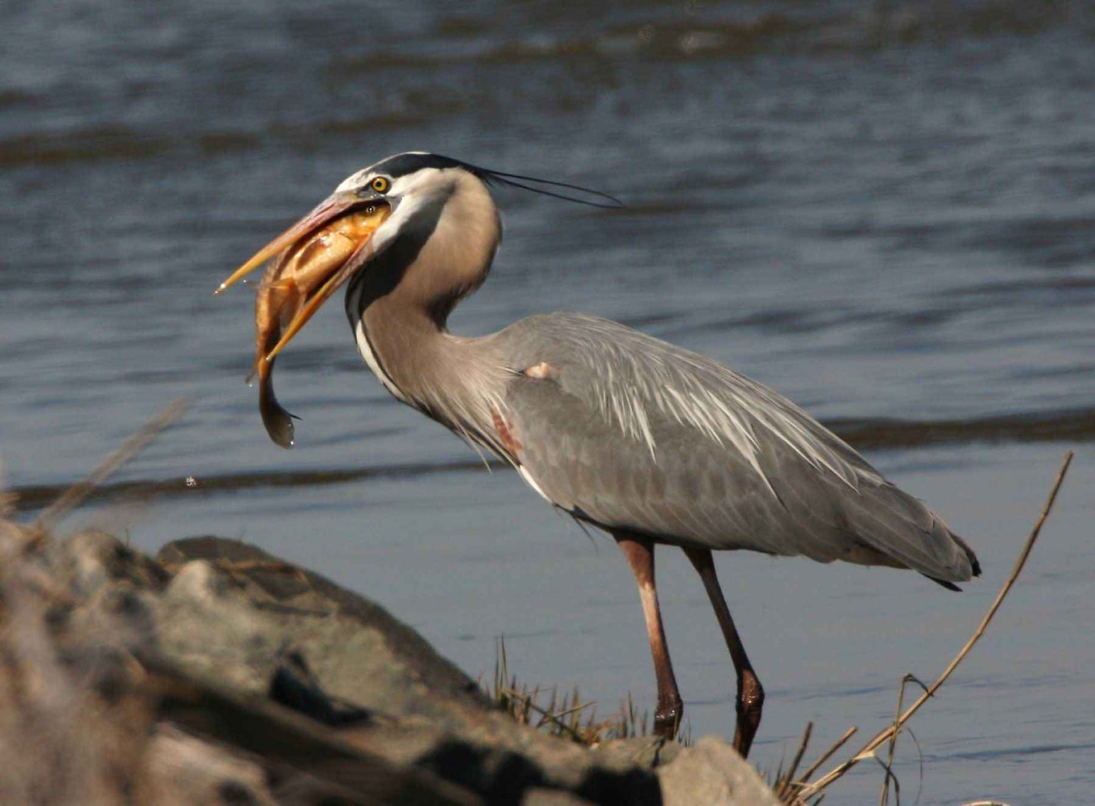 Болотный 5 букв. Ardea herodias. Птица серая цапля. Малайская серая цапля. Great Blue Heron.