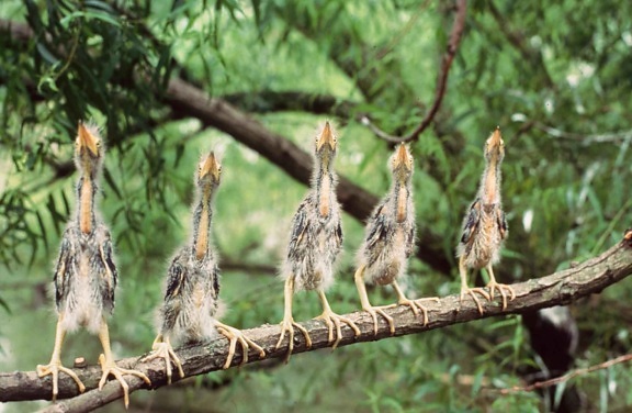 five, young, green, herons, standing, branch