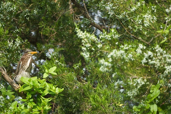 heron verde, sprijinit, în poziţie verticală, filiala