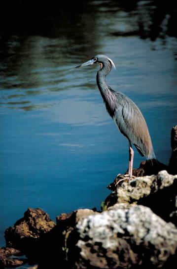 little, blue, heron, bird, standing, rocks, overlooking, water, ardea caerulea