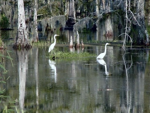 Louisiana, huerons, uccelli