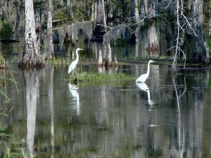 Louisiana, huerons, linnut