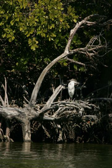 เดี่ยว เล็กน้อย สี ฟ้า นกกระสา ยืน ป่าชายเลน egretta ราก caerulea