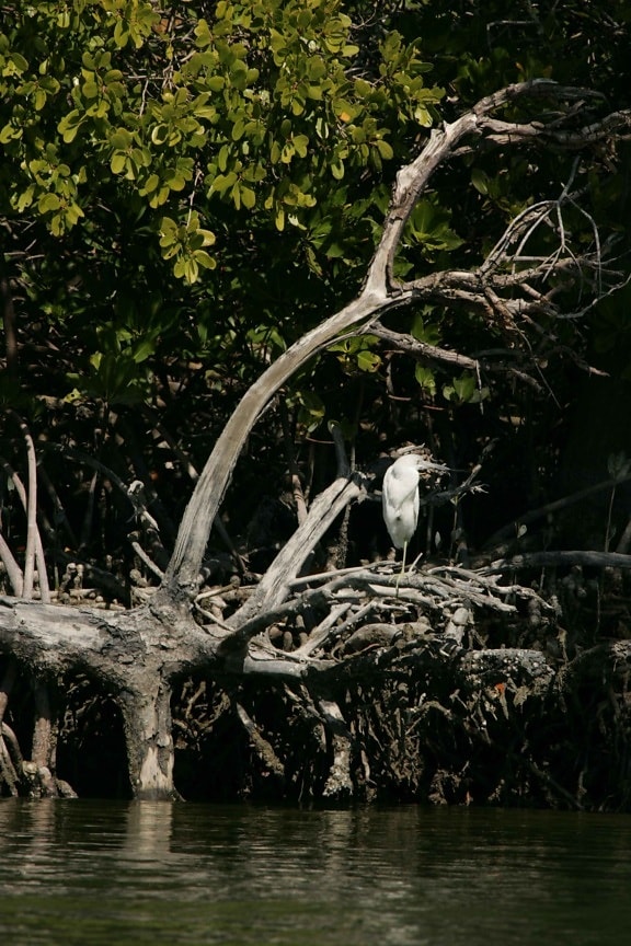 single, little, blue, heron, standing, mangrove, roots, egretta caerulea