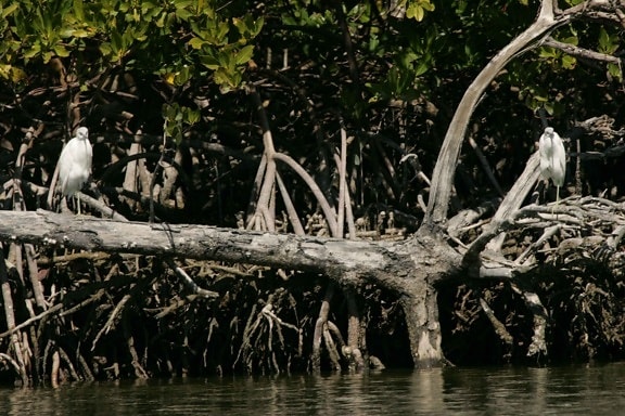 two, little, blue, herons, standing, water, dead, tree, trunk, mangrove, roots