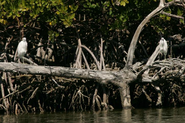 dvě, malý, modrý, volavky, stojící, voda, mrtvý, strom, kmen, mangrovové kořeny