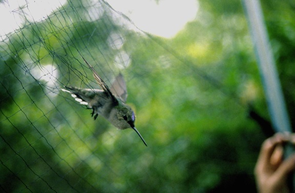 ruby, throated, hummingbird, caught, net