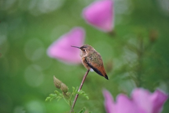 allens, colibrí