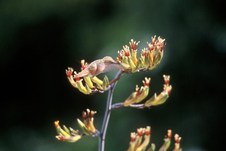 Птичка напела. Allen's Hummingbird. Selasphorus Sasin.