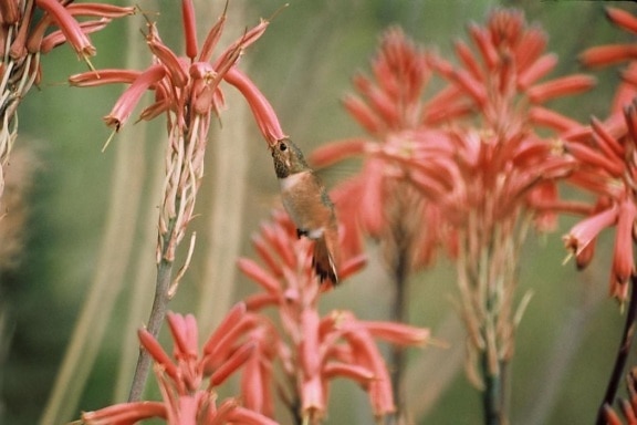 Kolibri, teräväpiirto