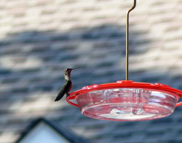 hummingbird, feeder
