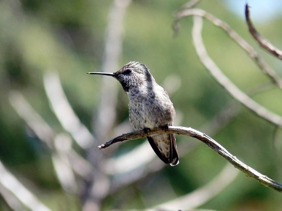 Hummingbird, vild, fågel